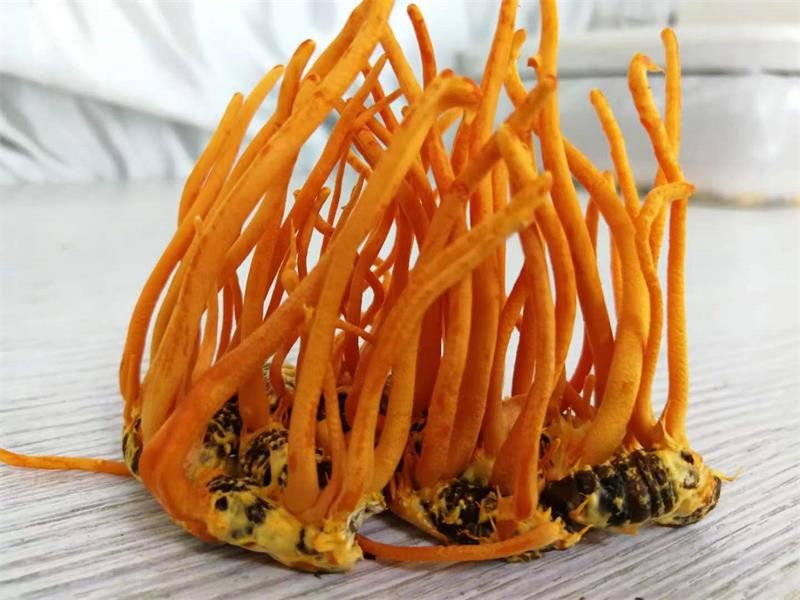 蠶蛹蟲草、冬蟲夏草、蟲草花的區(qū)別